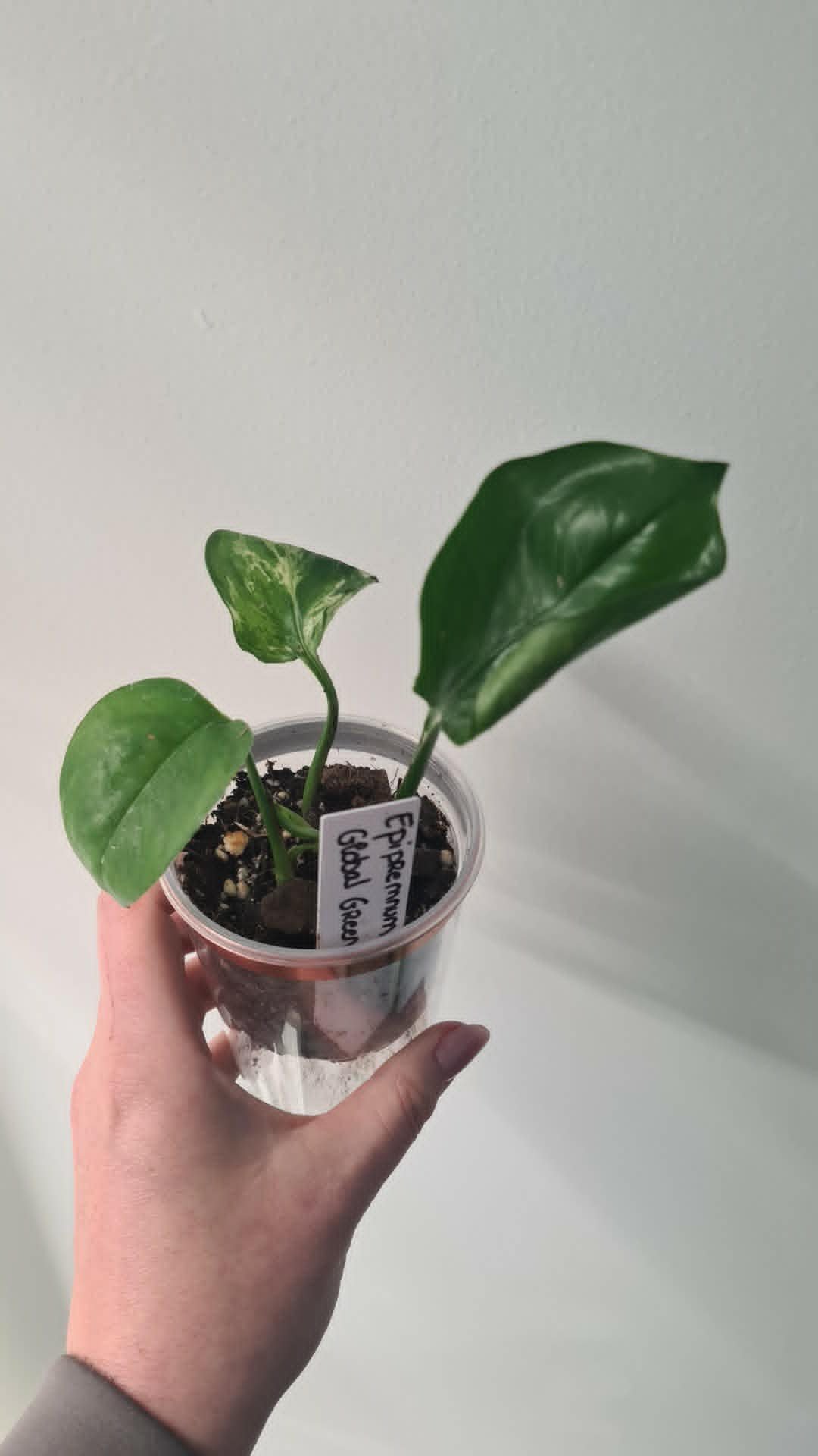 Epipremnum Global Green
