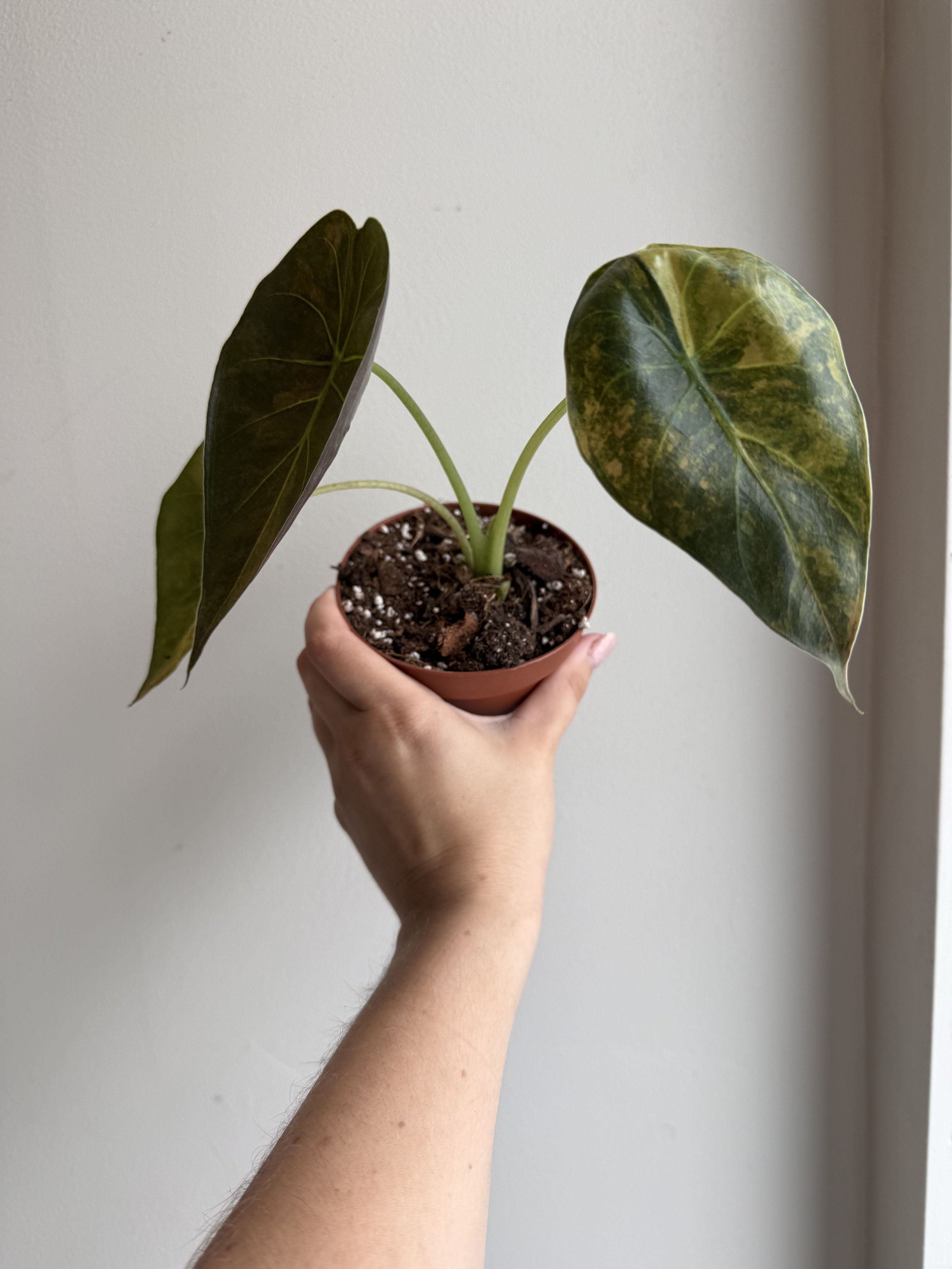 Alocasia Wentii Aurea