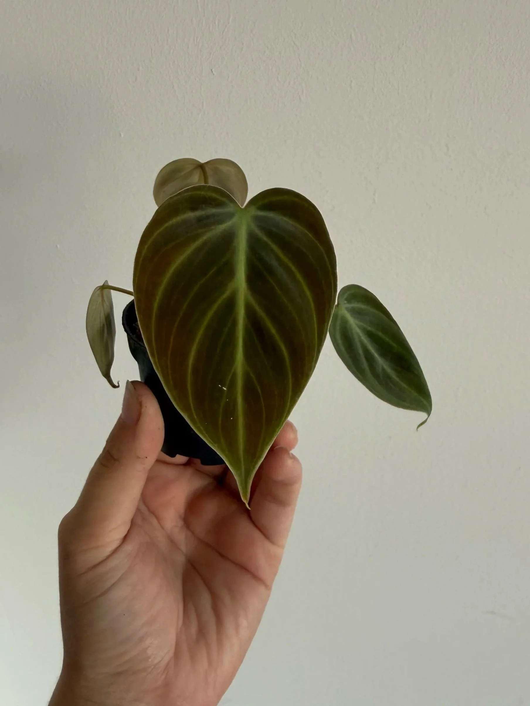 Philodendron El Choco Red