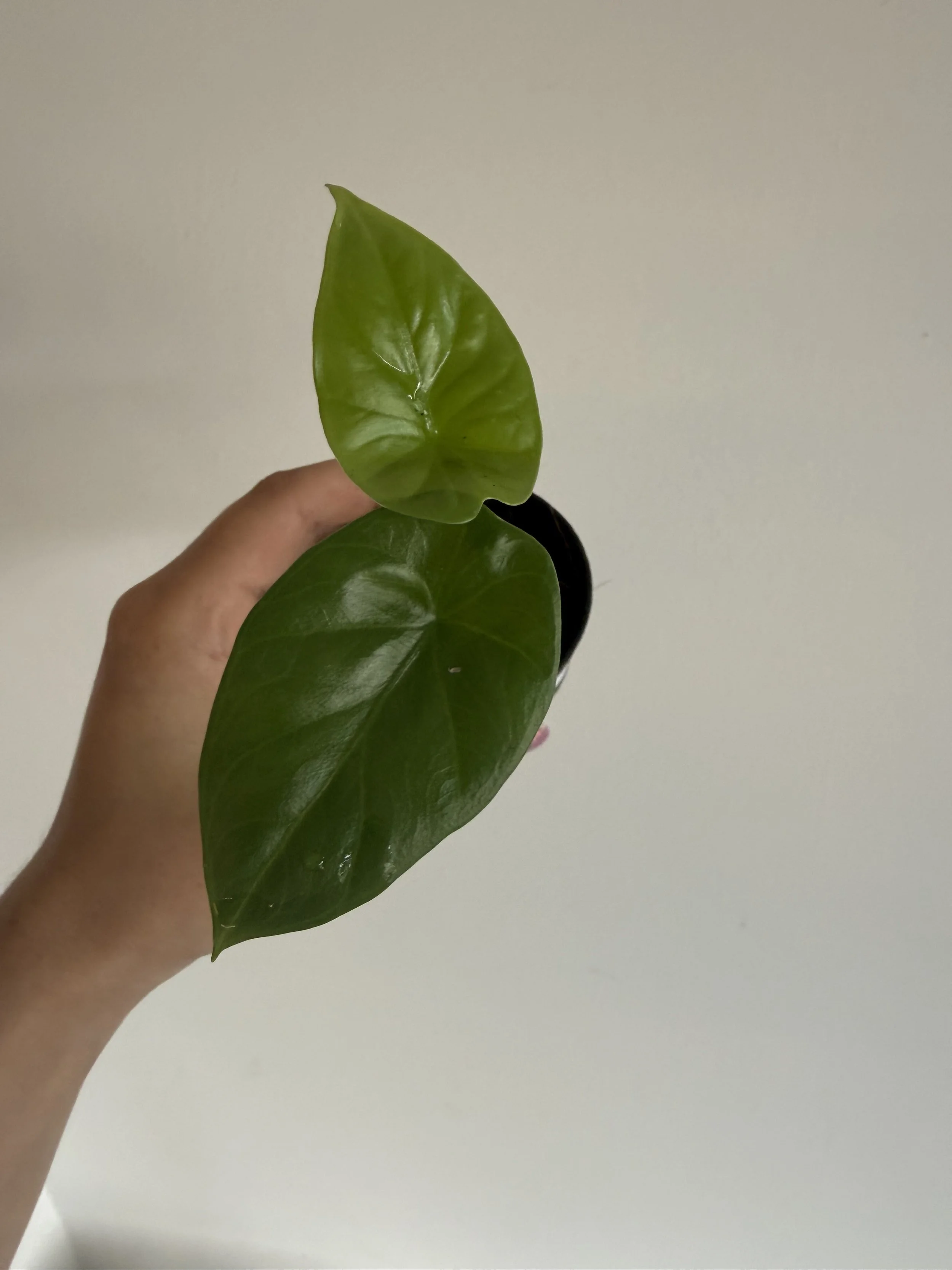 IMG_1037.jpg
