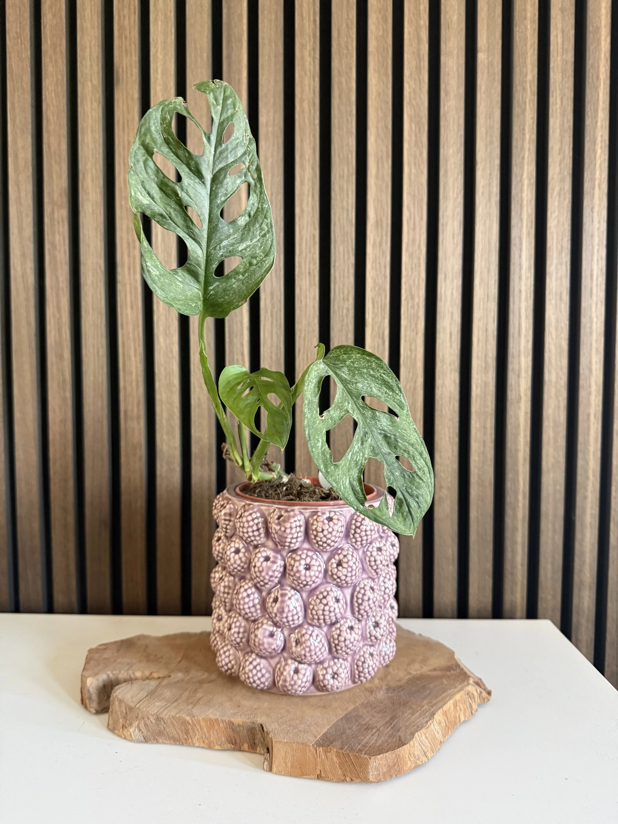 Monstera Adansonii Mint