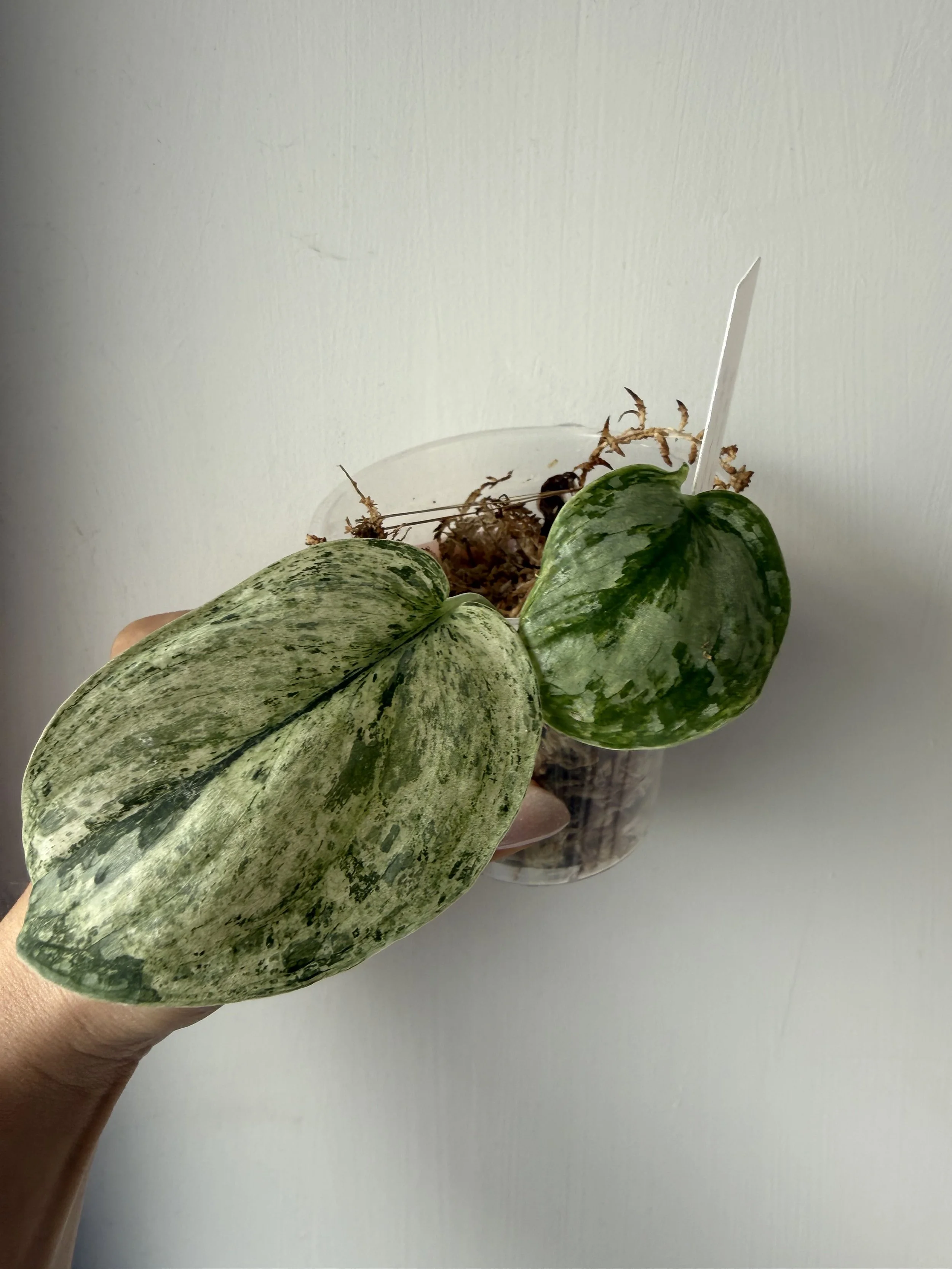 Scindapsus Peasun