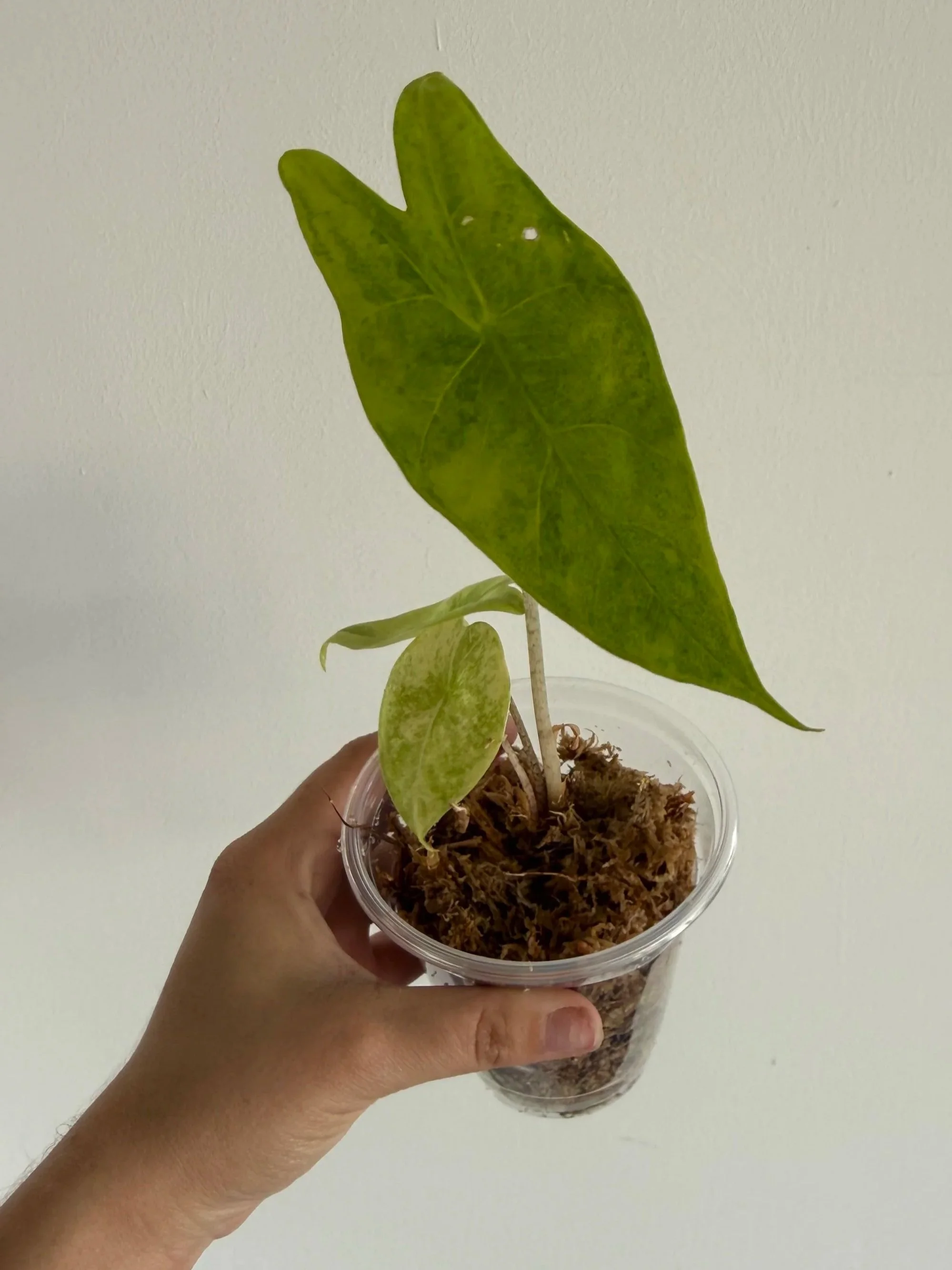 Alocasia Longiloba Aurea