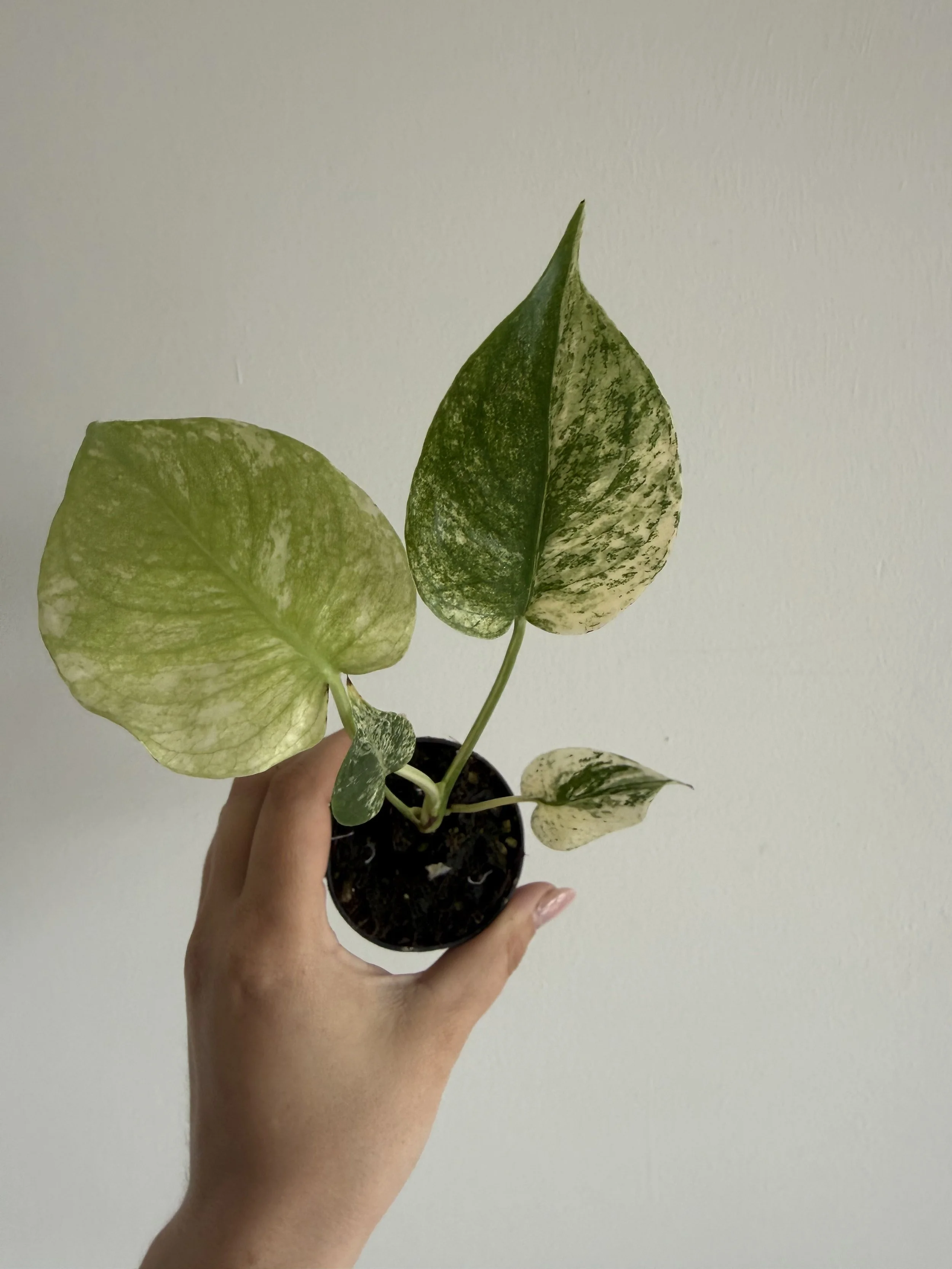 Monstera Mint