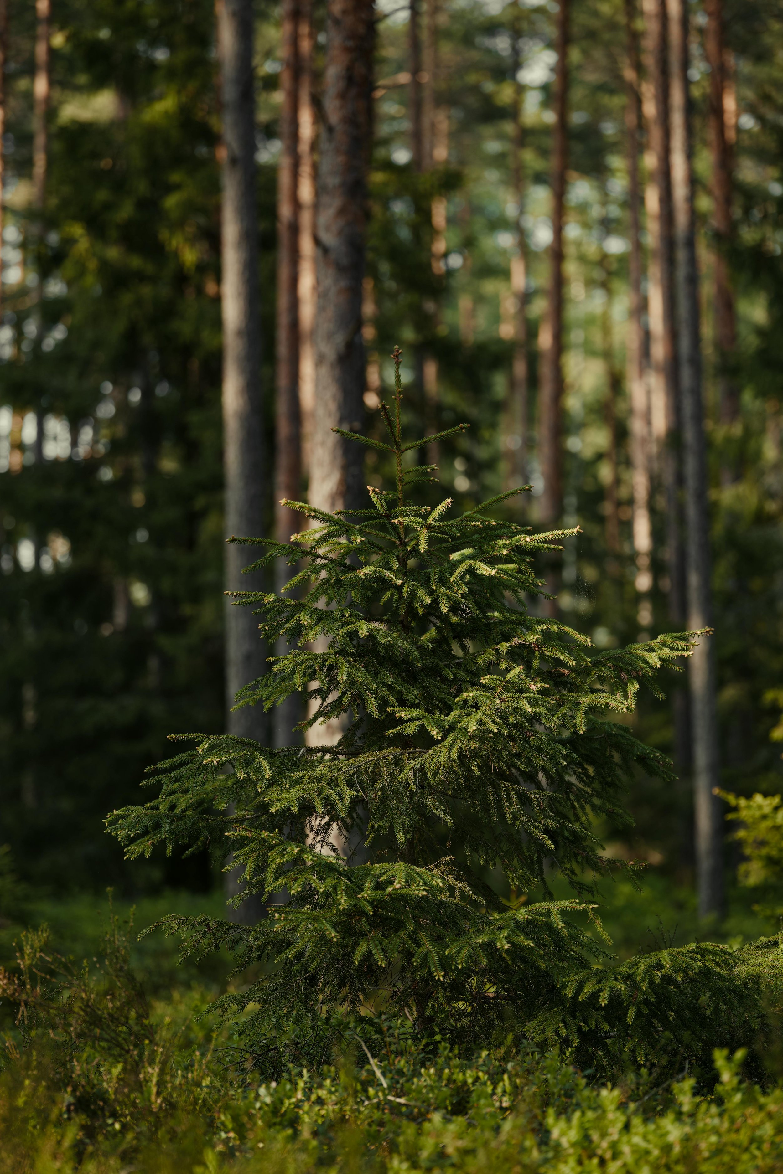 A young evergreen tree in a forest with tall trees in the background.