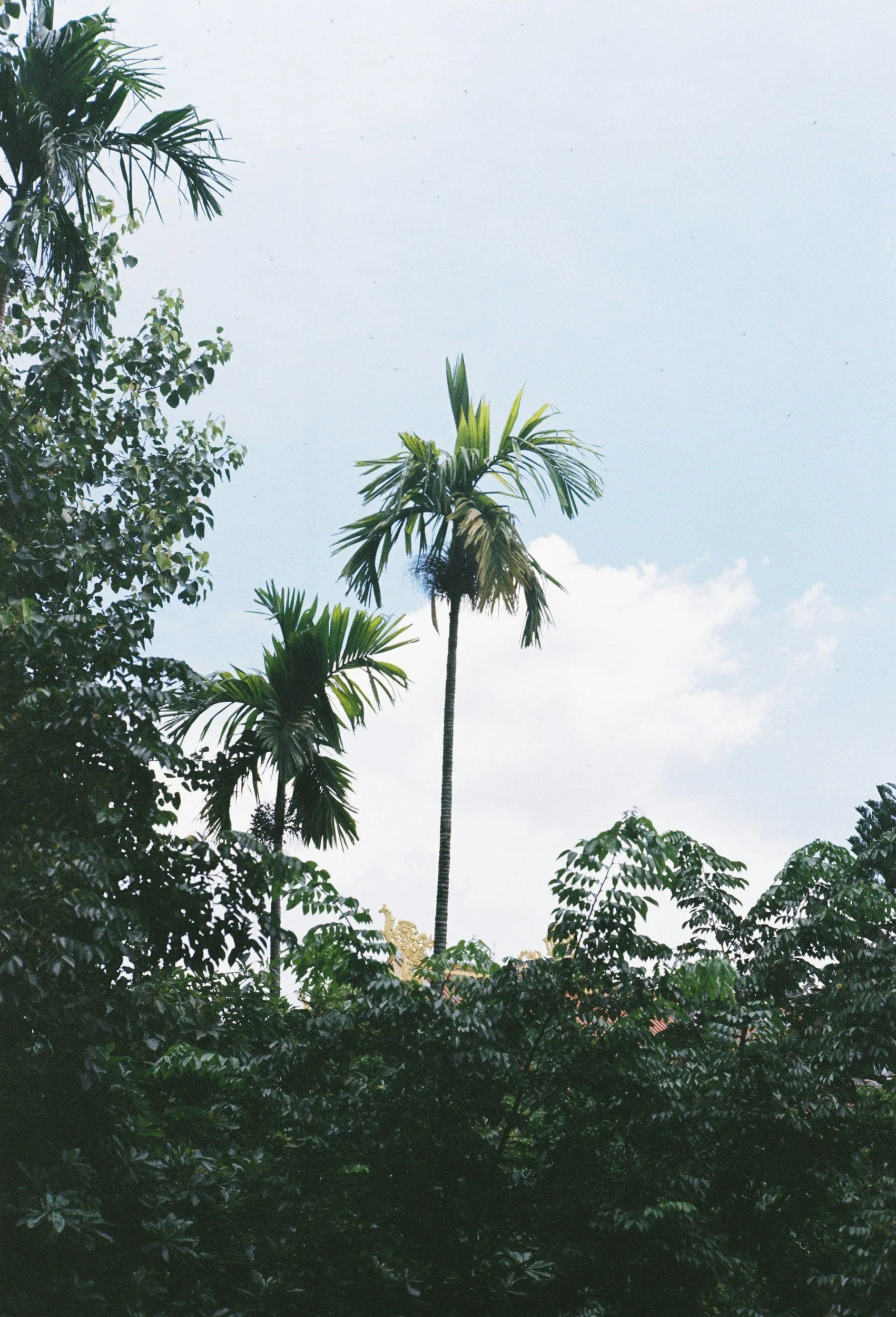 View of a tropical landscape with various green trees and plants, including palm trees, under a blue sky with some clouds.