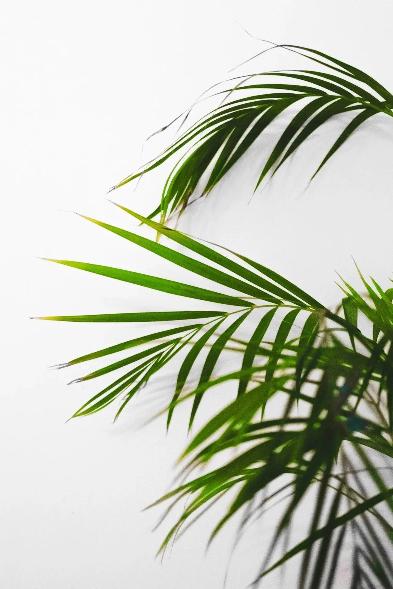 Green palm leaves on a white background.