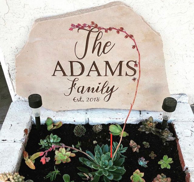 A garden bed with various succulents and a long, thin plant with pink flowers. A stone with engraved text reads 'The Adams family, Est. 2018' in the background.
