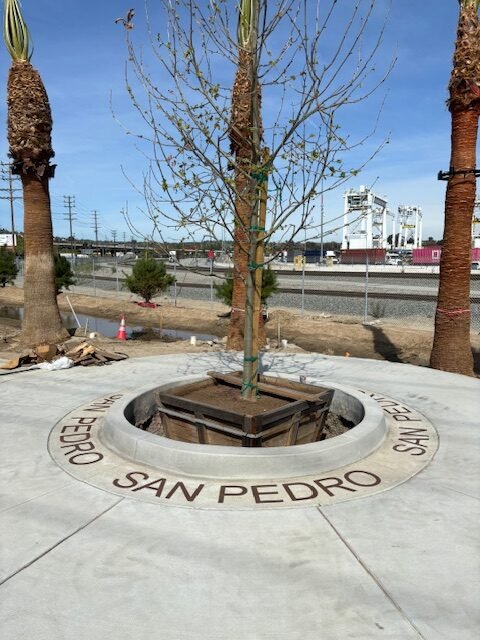 A young tree planted in a circular concrete area with the words "SAN PEDRO" inscribed around it, located in an urban setting with palm trees and industrial structures in the background.