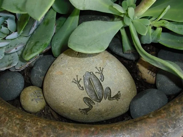 A decorative rock with a frog drawing surrounded by various green succulent plants and smaller rocks.