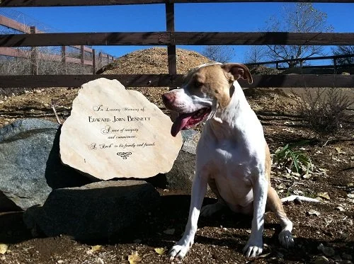 Dog sitting outdoors near memorial stone with engraved message, blue sky and wooden fence in background.