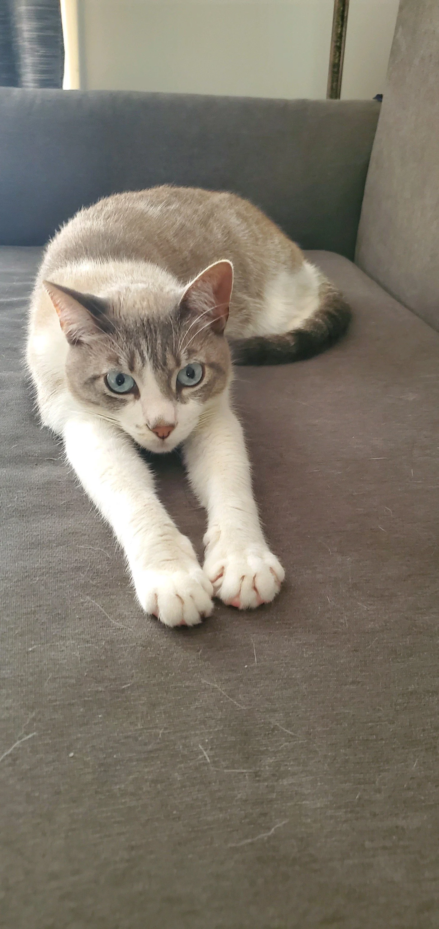 Cat Check in/ Head Count