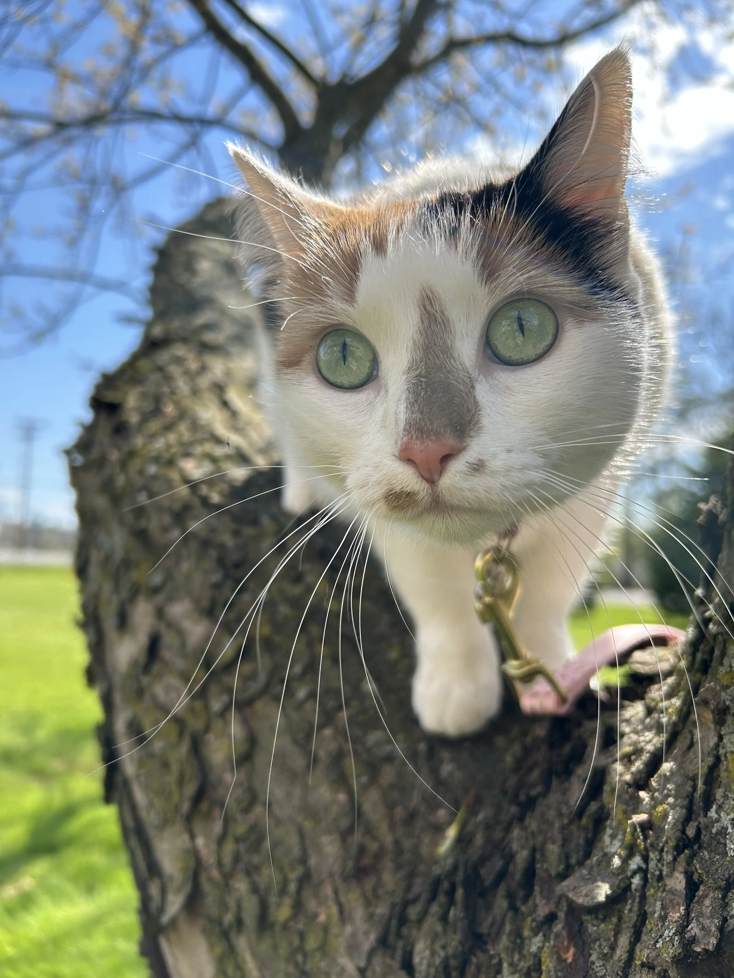 Cat sitting