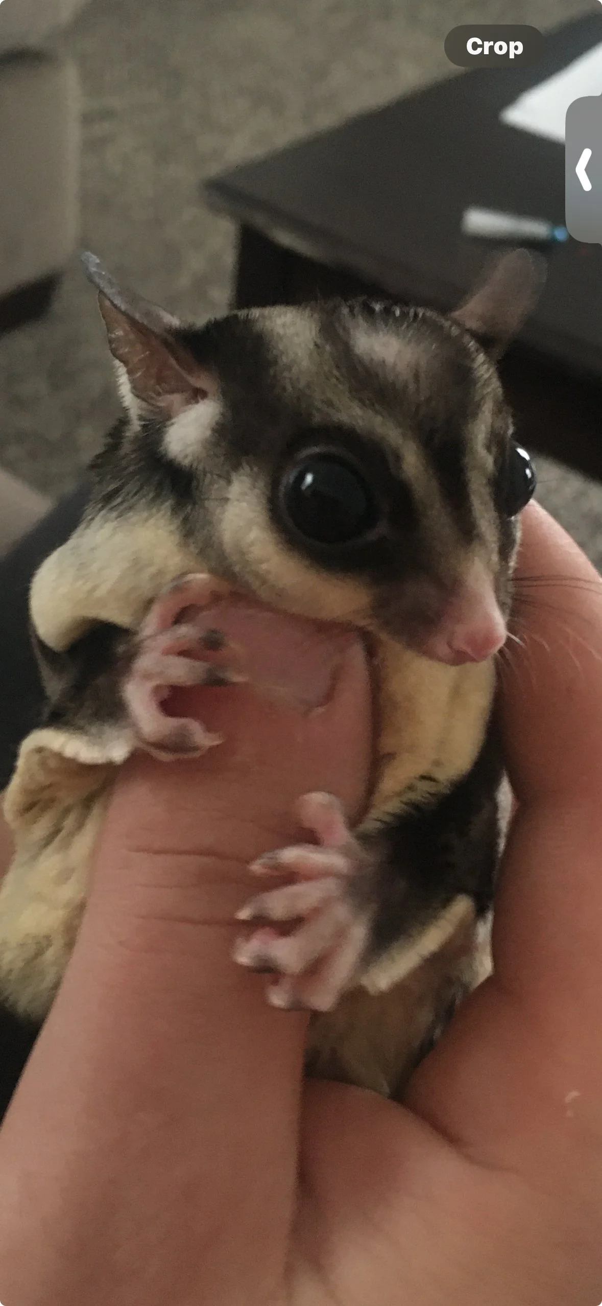 Exotic Pets