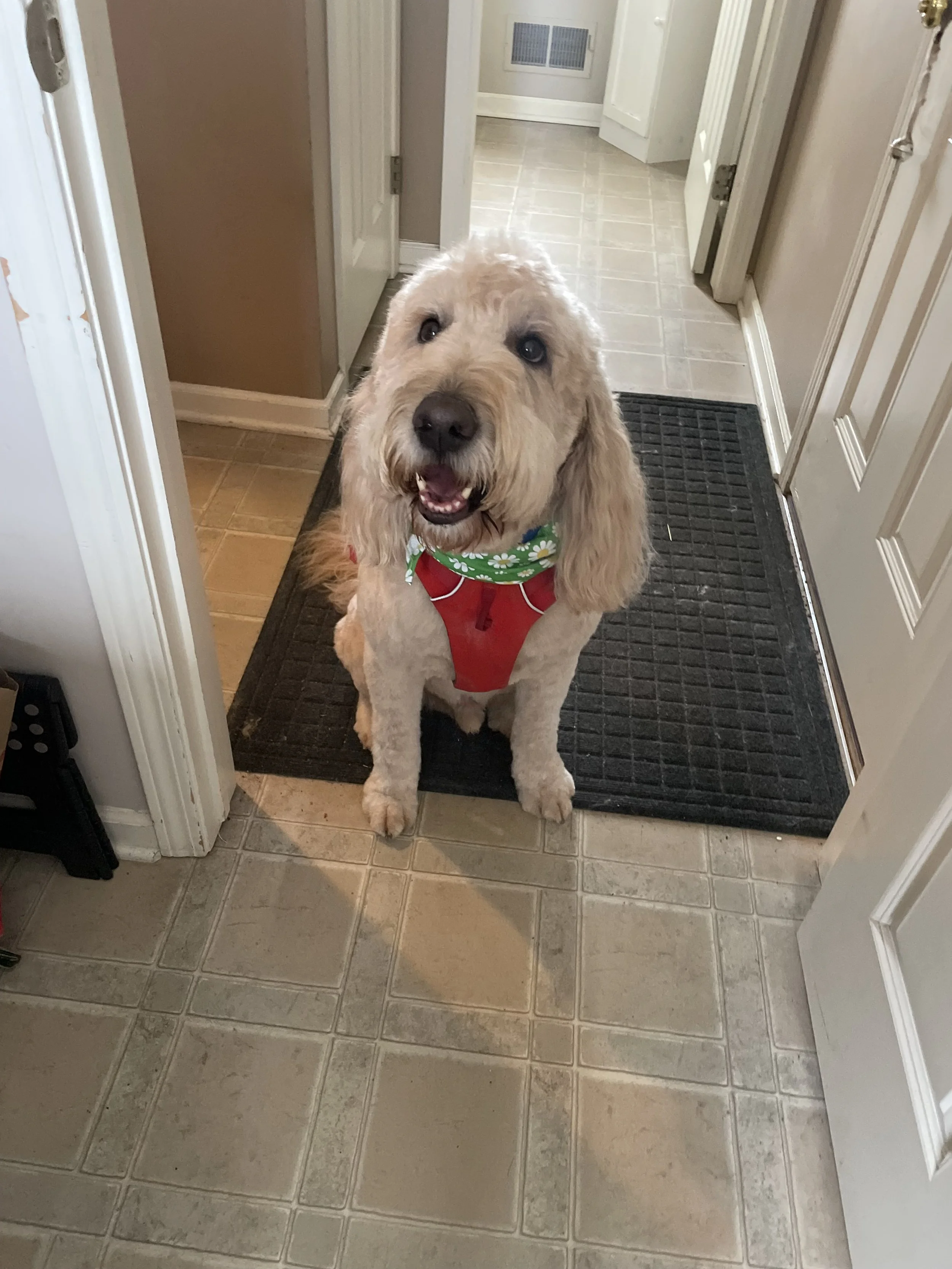 Dog Sitting