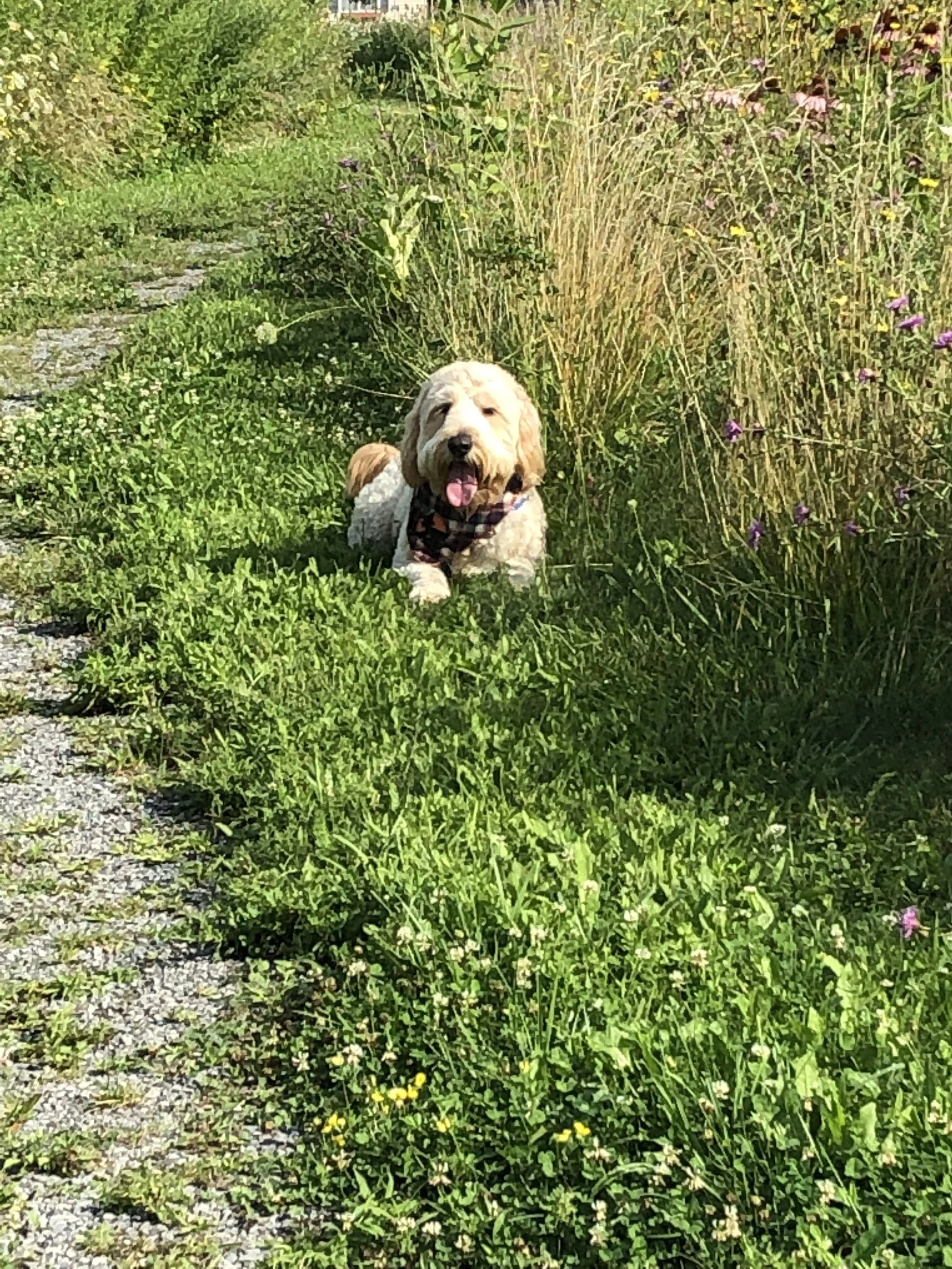 Dog walking - 1 hour