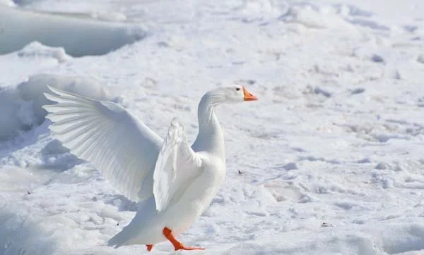 bird in snow
