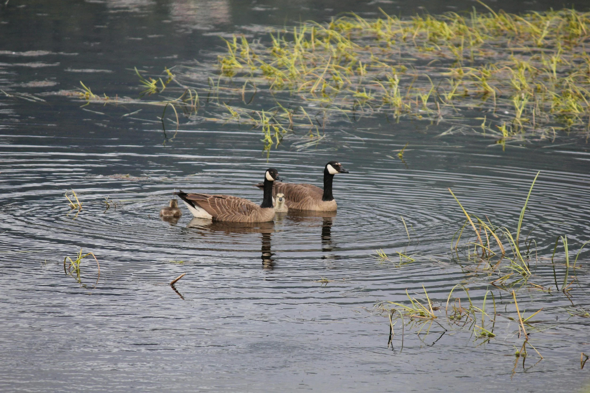two wild geese with their young in a marshy water area