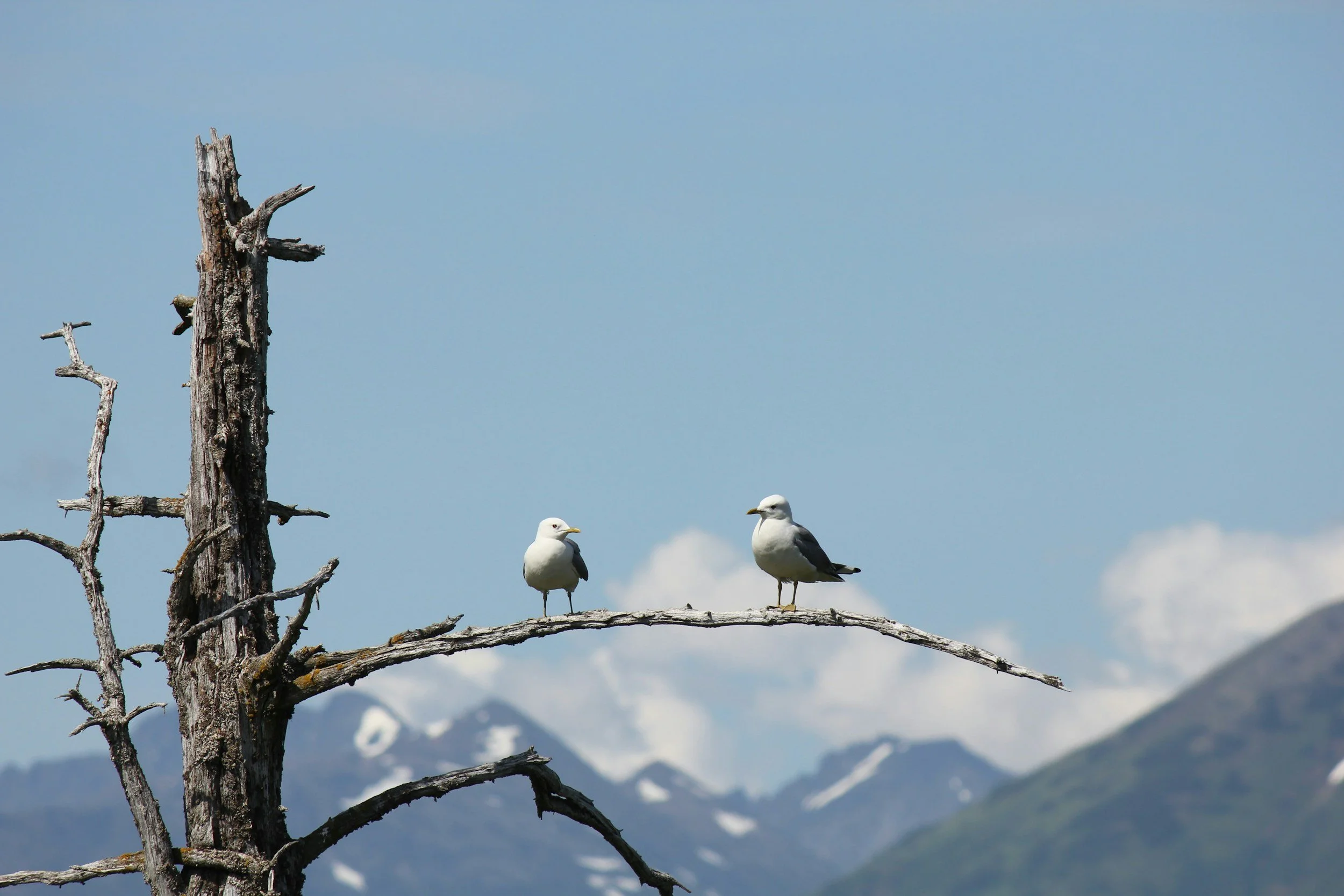 seagulls perched on a dead in tree in alaska