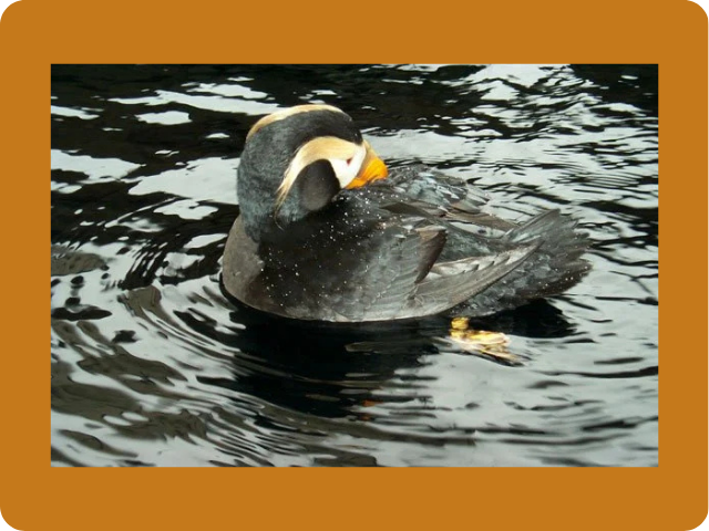 Help Breeding Birds and Nestlings Veg Out Consider how backyard activities impact birds
