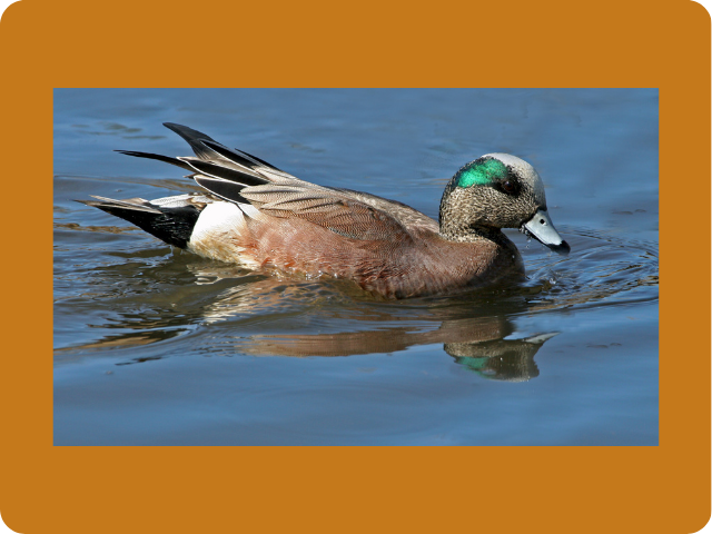 Avian Influenza (Bird Flu) Update 2022