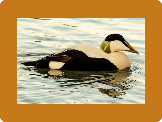 Draft Recovery Plan for the Alaska-breeding Population of Steller's Eider