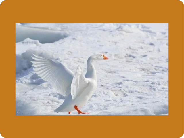 2018 Alaska Subsistence Migratory Bird Harvest Season Officially Opens