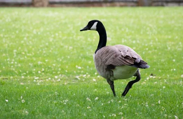 goose walking in grass
