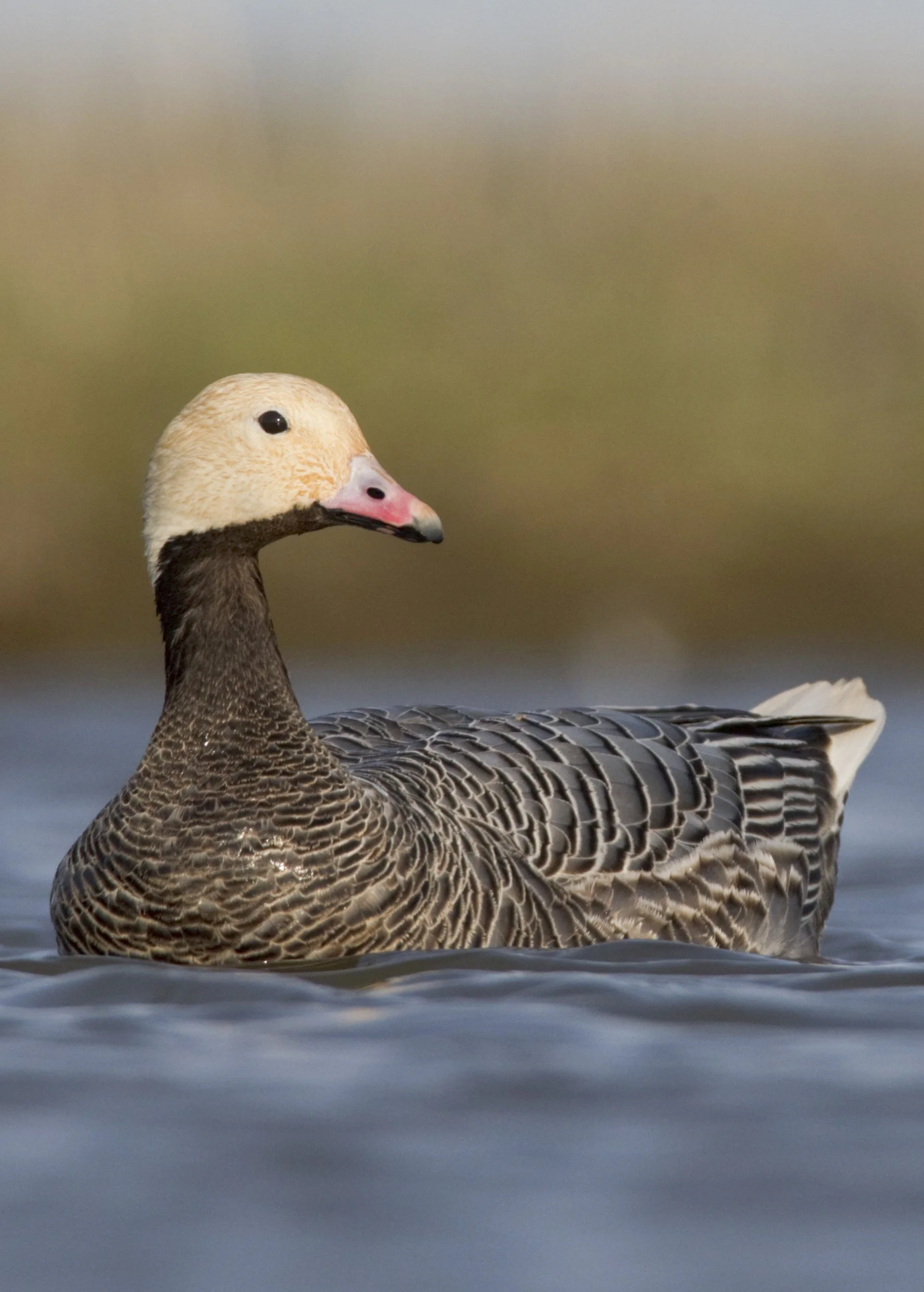 Emperor Goose in water photo