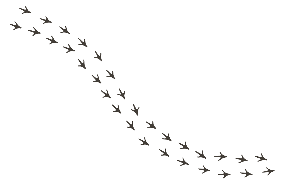 bird feet print tracks