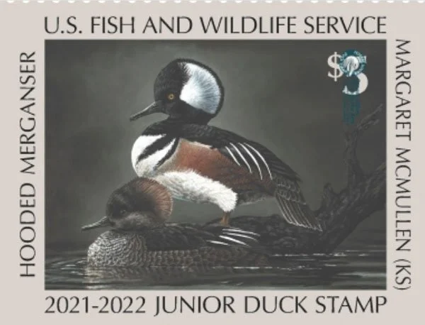 Hunter News Duck Stamp 2022 graphic of hooded merganser