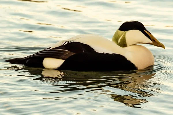 stellar eider swimming with darkoverlay