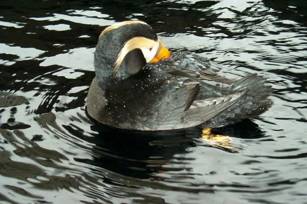 tufted puffin swimming with dark overlay color