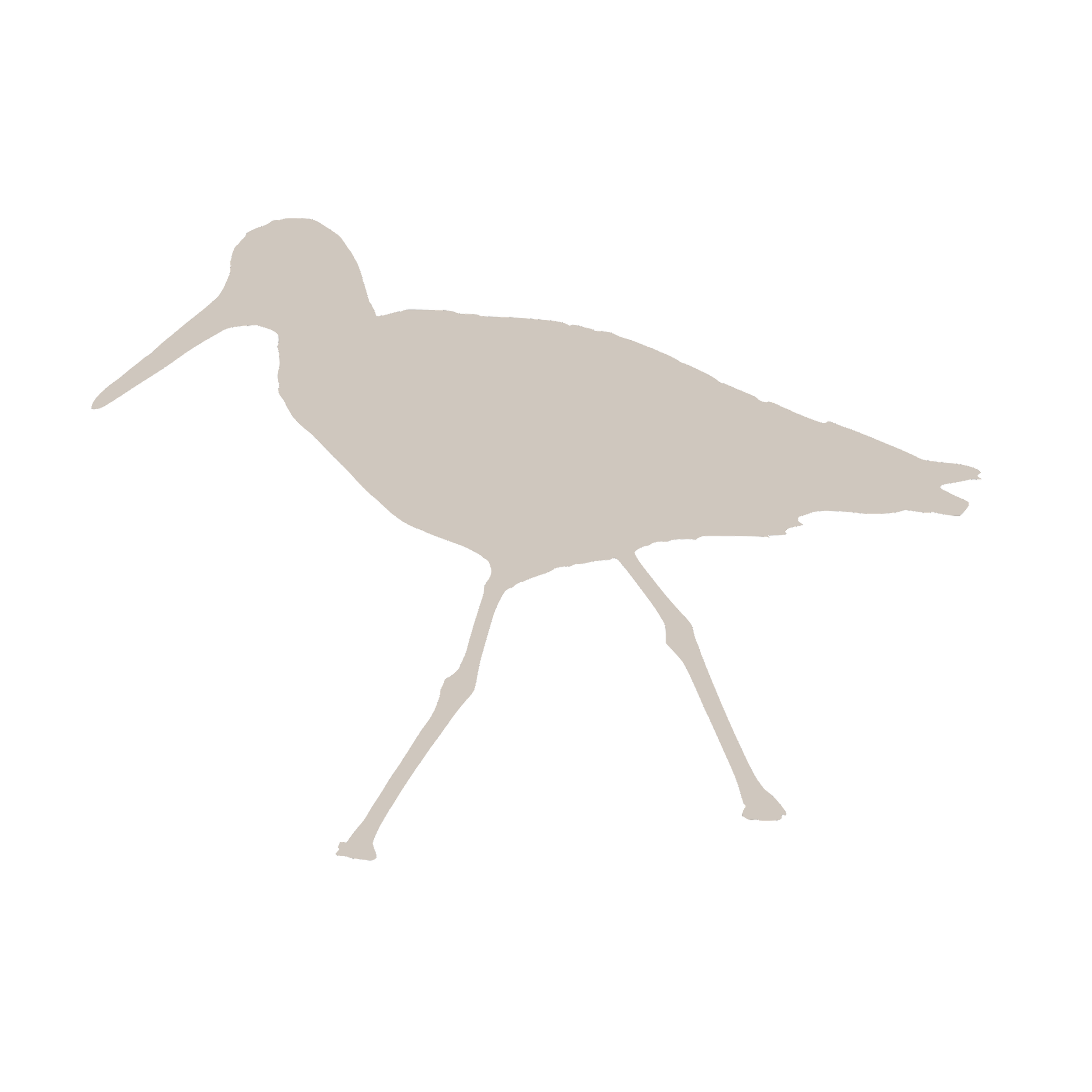 graphic flatlat of sandpiper as a stand-in image for shorebirds species list