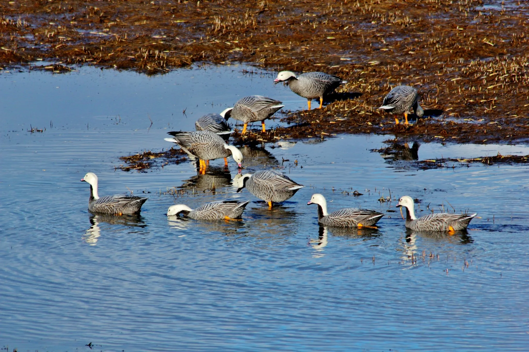 flock of emperor geese in marsh area with dark color overlay