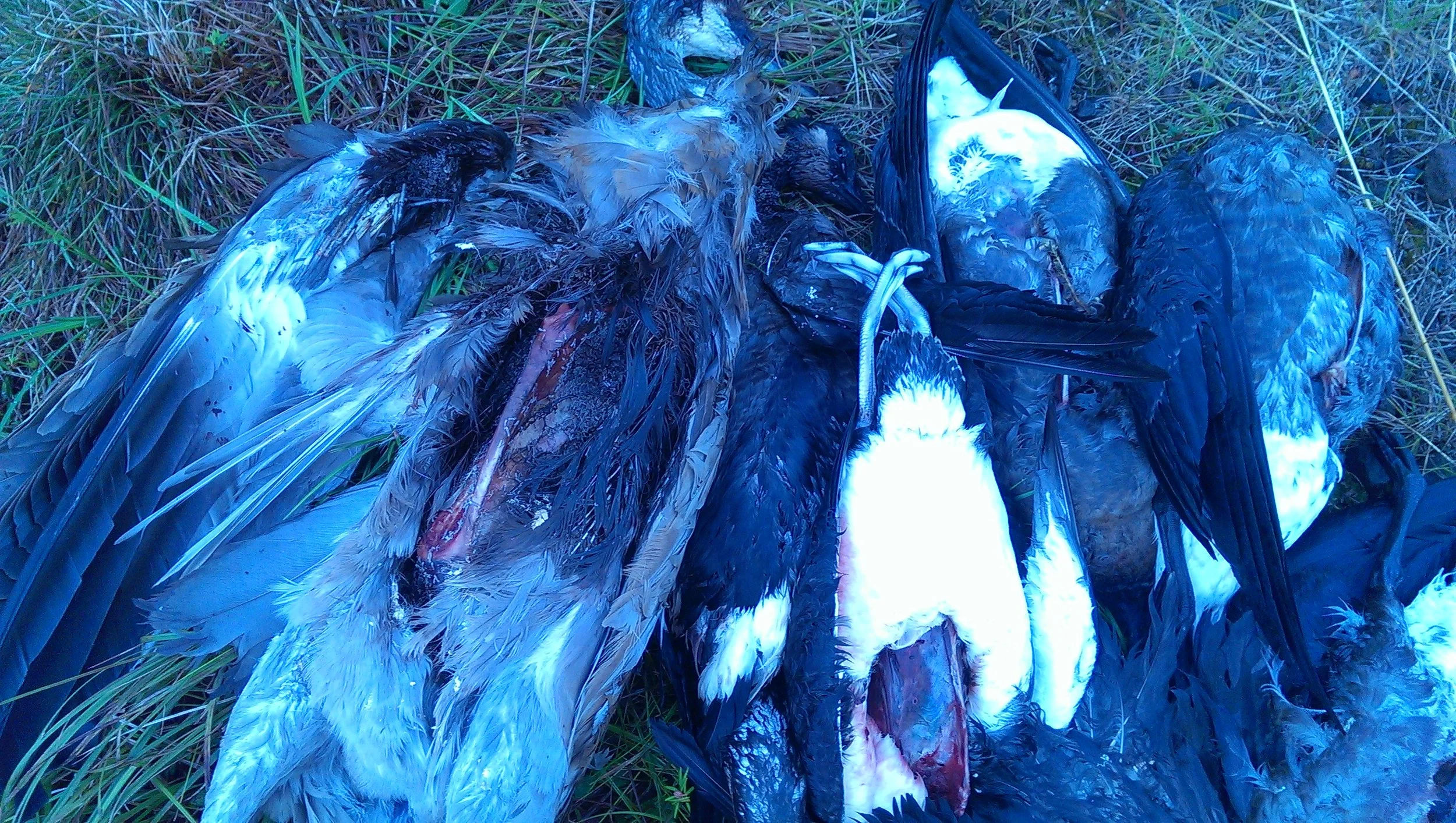 photo of birds wantonly wasted in hunting as an example of abuse of hunting