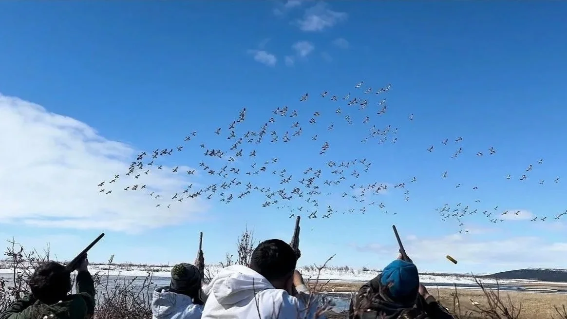 alaskan hunters hunting a flock of birds in kotzebue