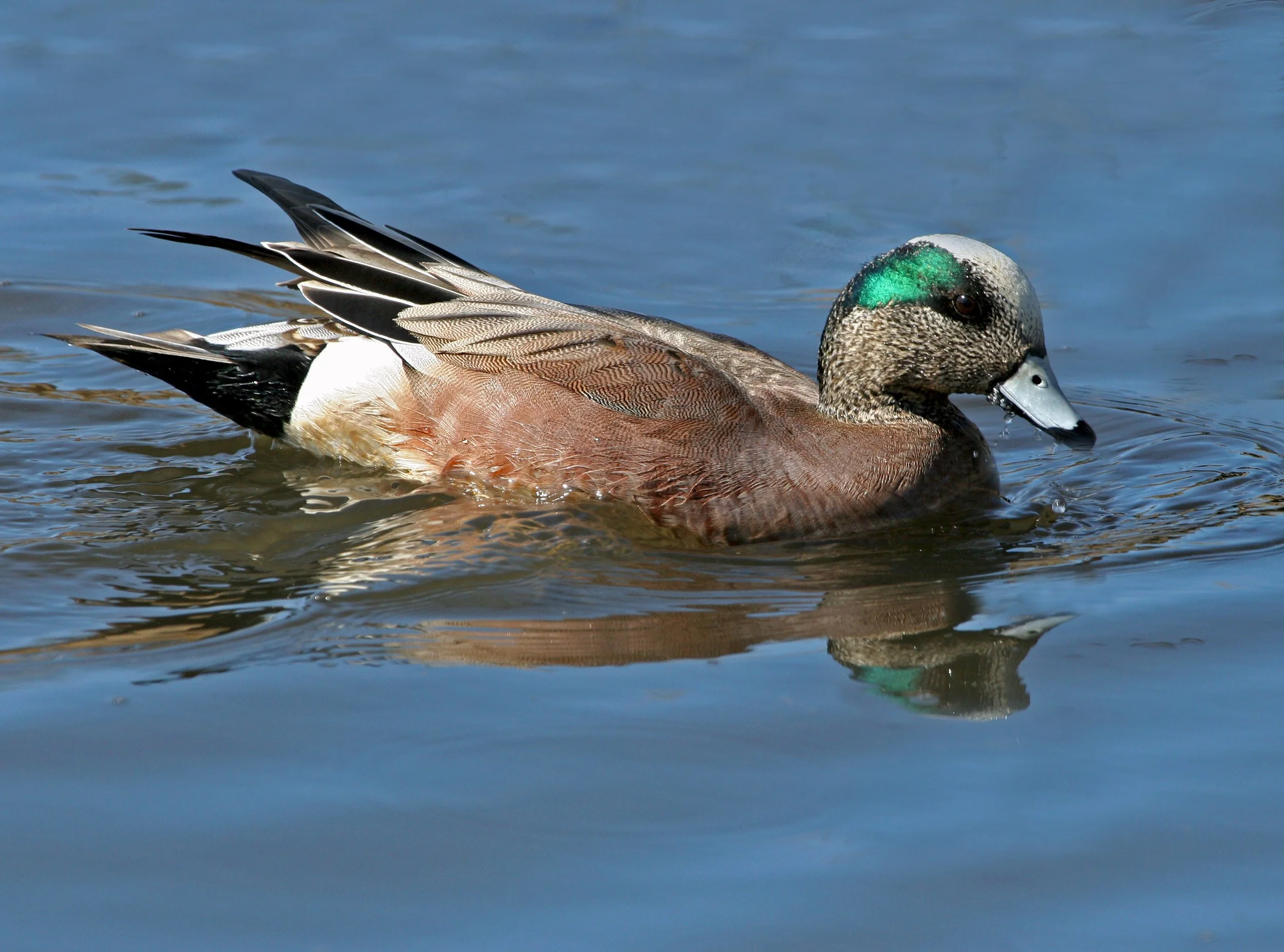 duck swimming with grey color overlay