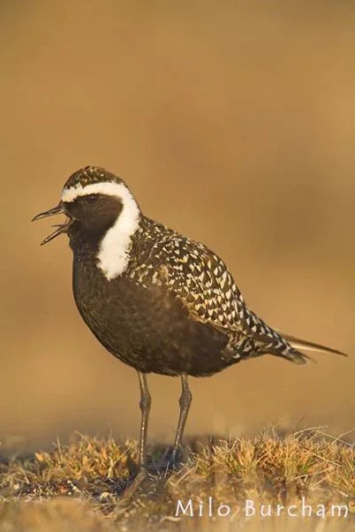 photo of black white bird with a speckled head