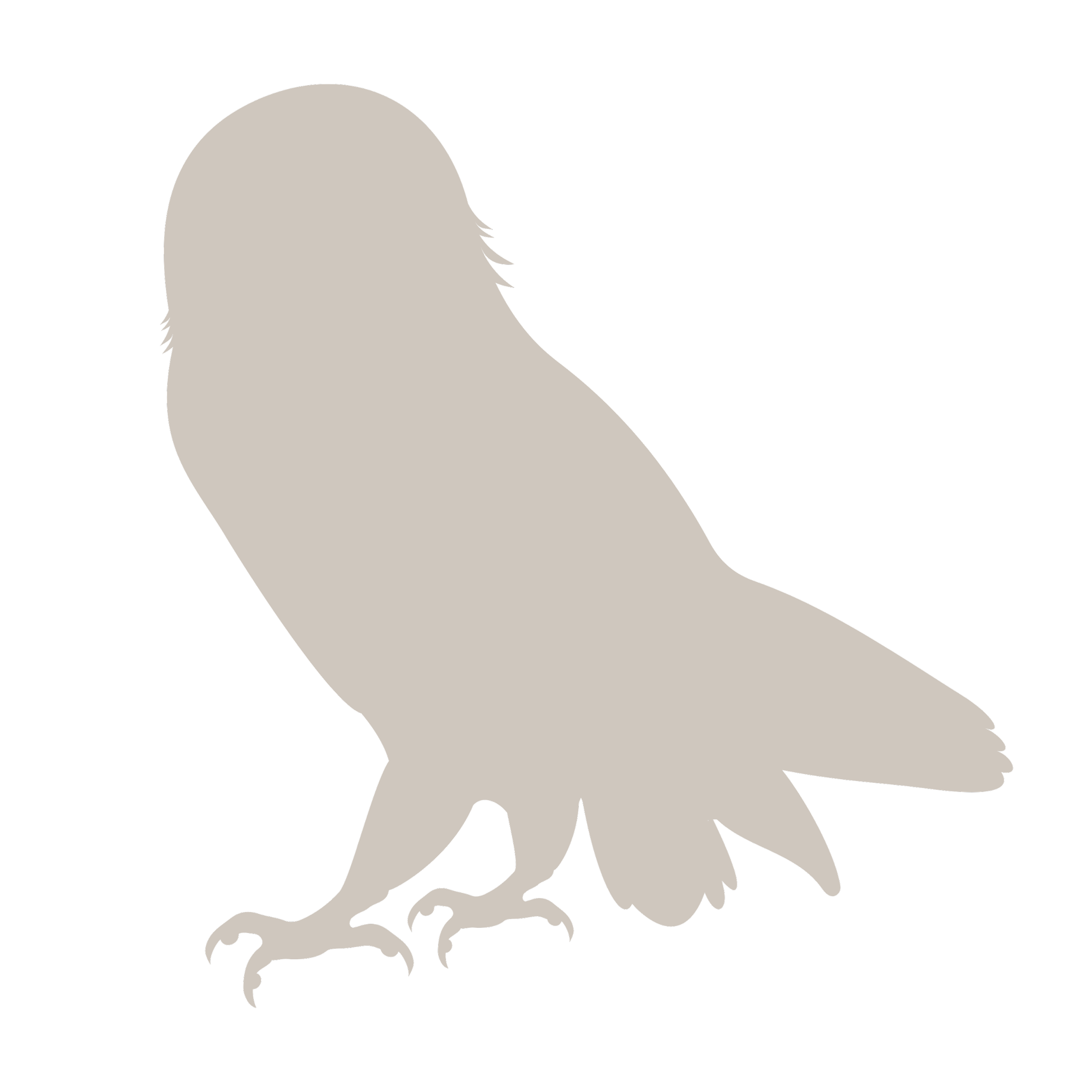 graphic flatlay of snowy owl as a stand-in image