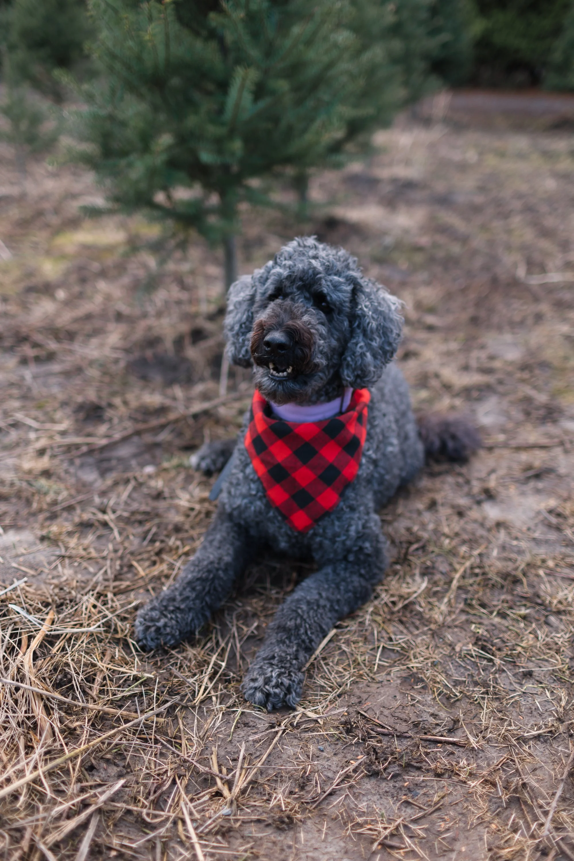 Abby in her buffalo plaid bandana