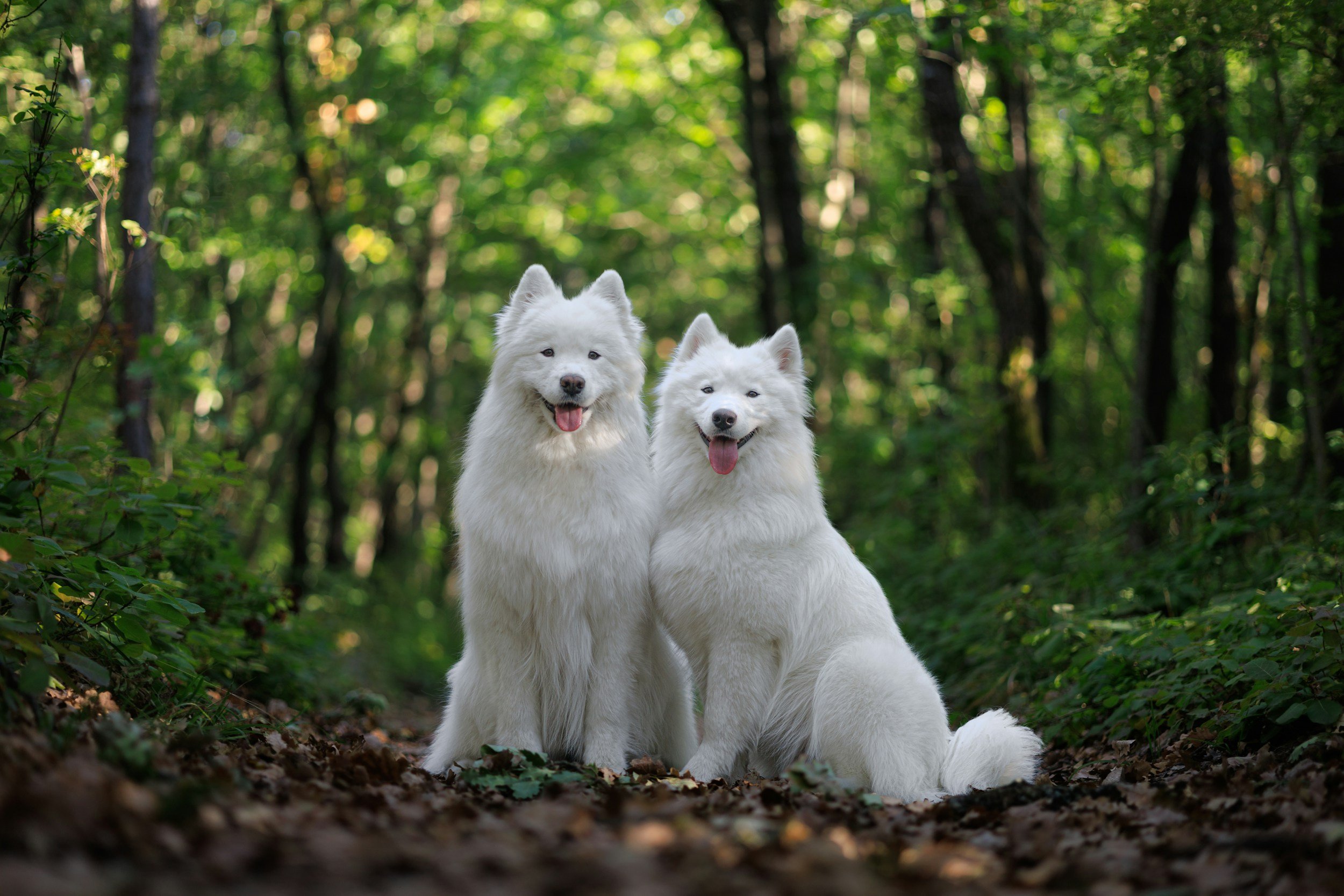 two dogs forest walk adventure
