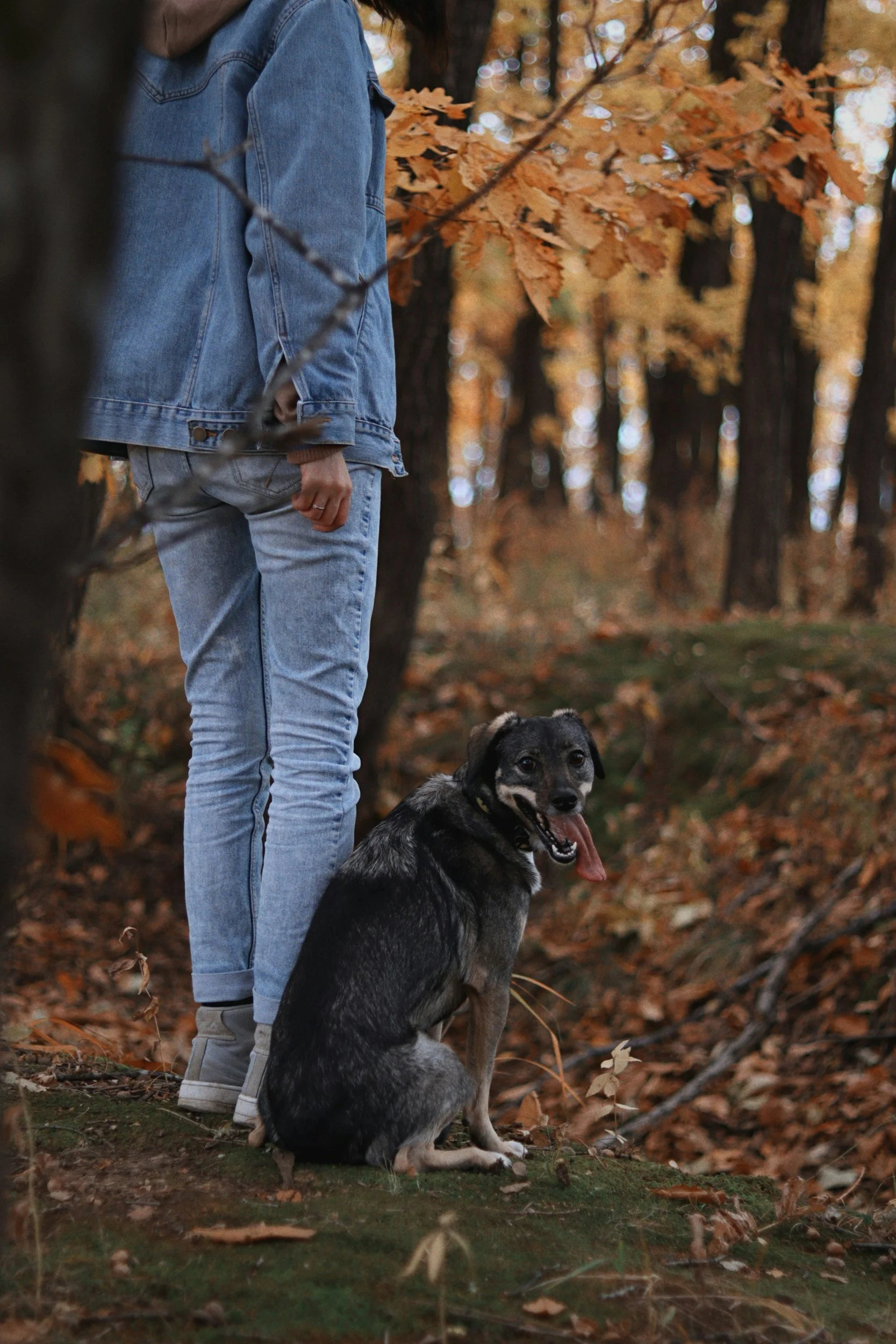dog and woman in forest