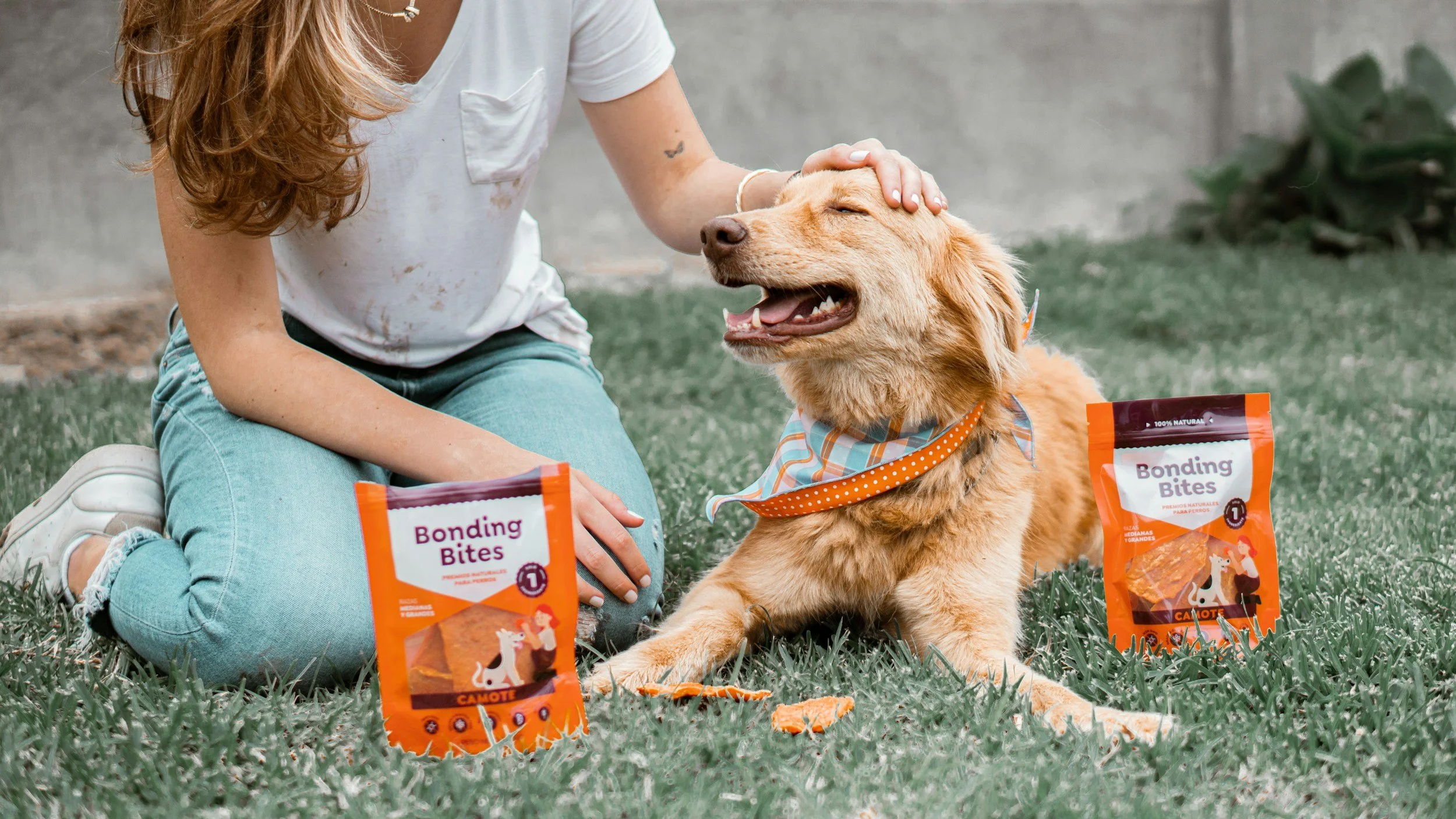 dog routine help