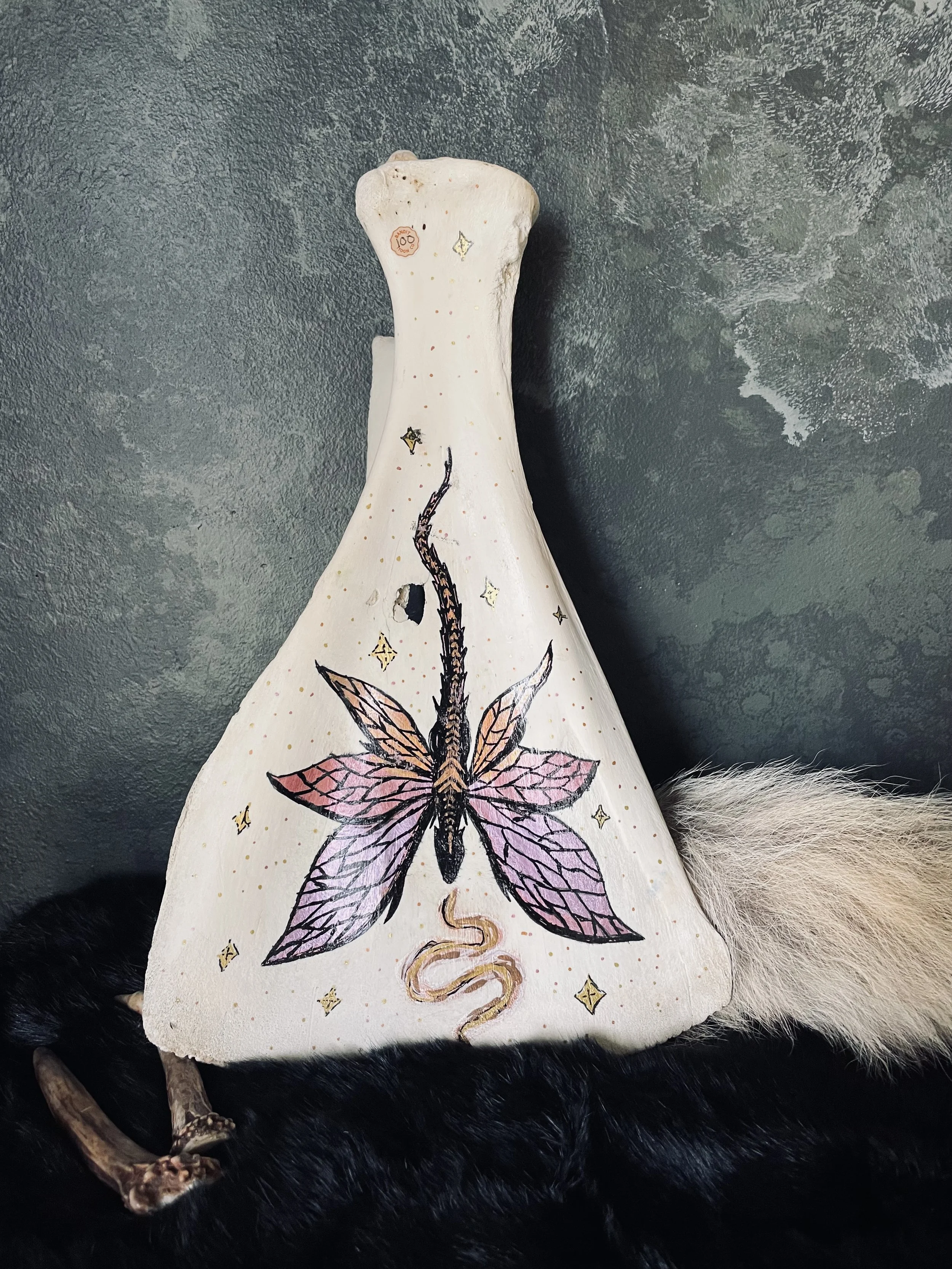 Moose Scapula - Dragon