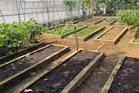 Raised garden beds with soil, some with small plants, in a backyard garden with a trellis and trees in the background.