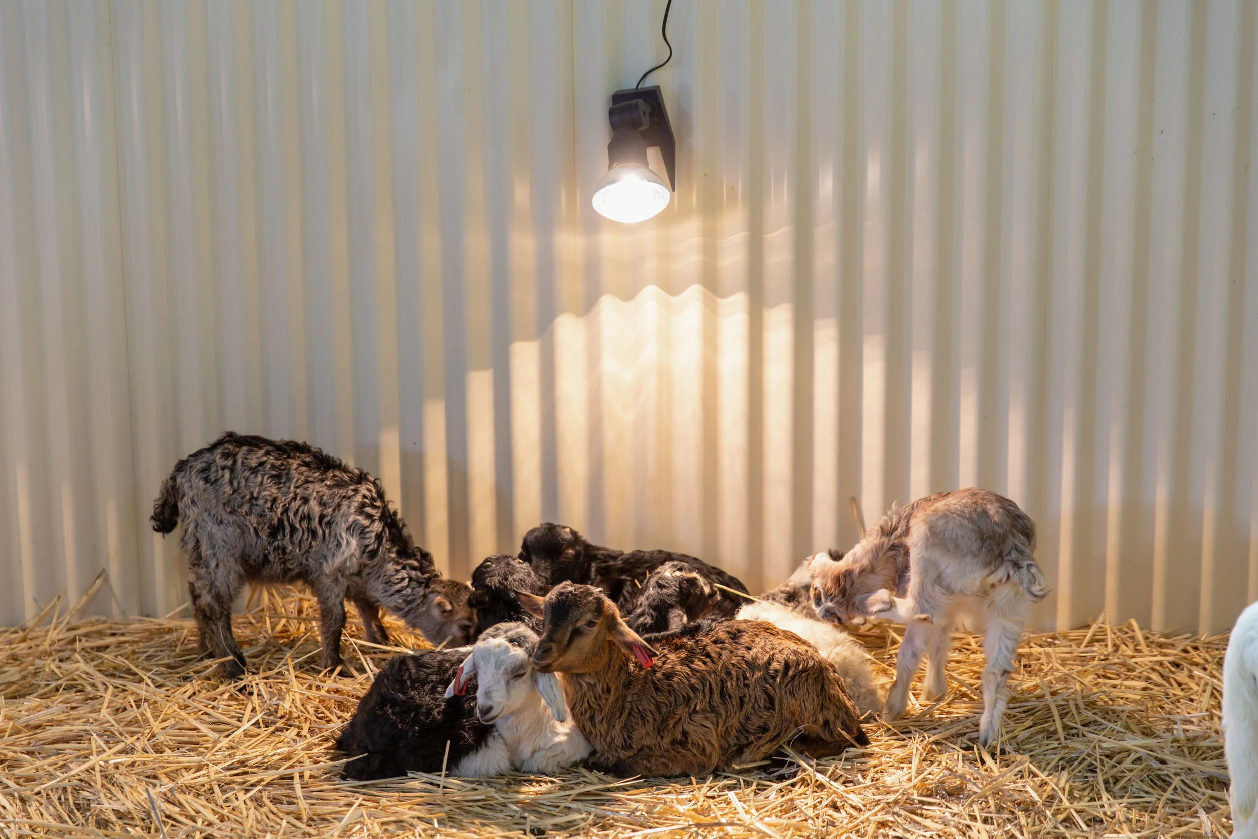 Newborn lambs under heat lamp.jpg