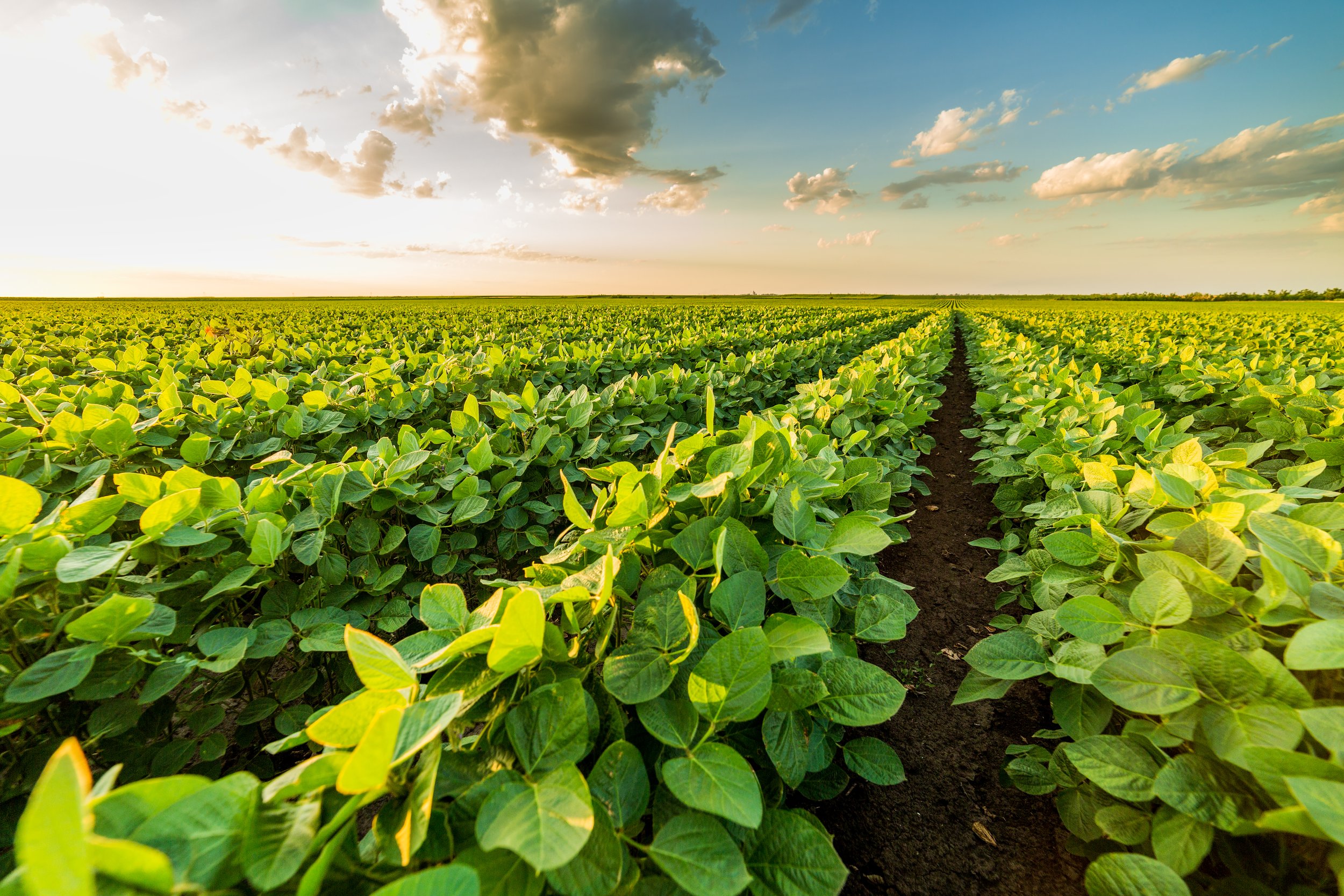 Green ripening soybean field, agricultural landscape .jpg