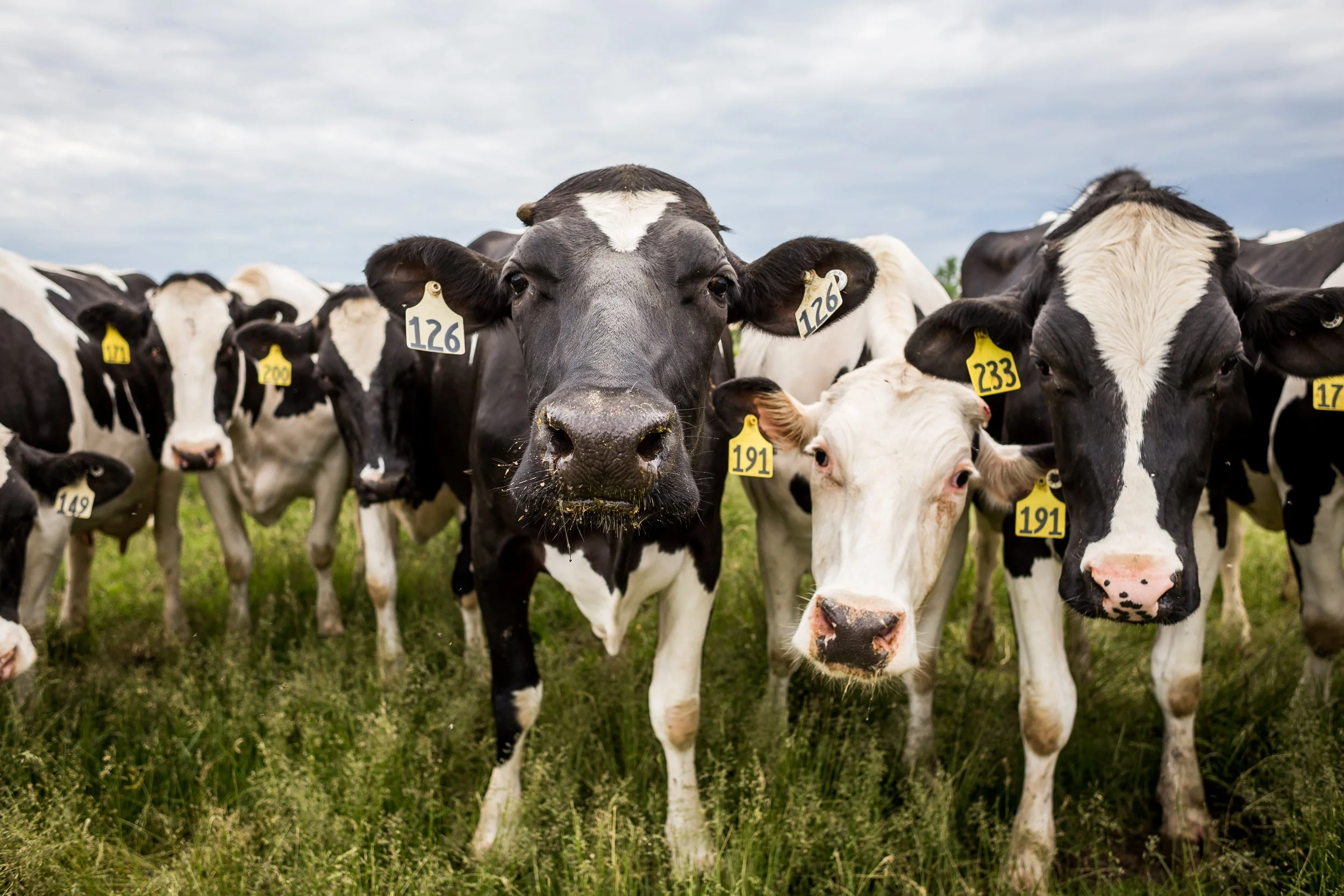 Close-up of a group of black and white dairy cows standing on green grass under a cloudy sky, with some cows wearing numbered ear tags.