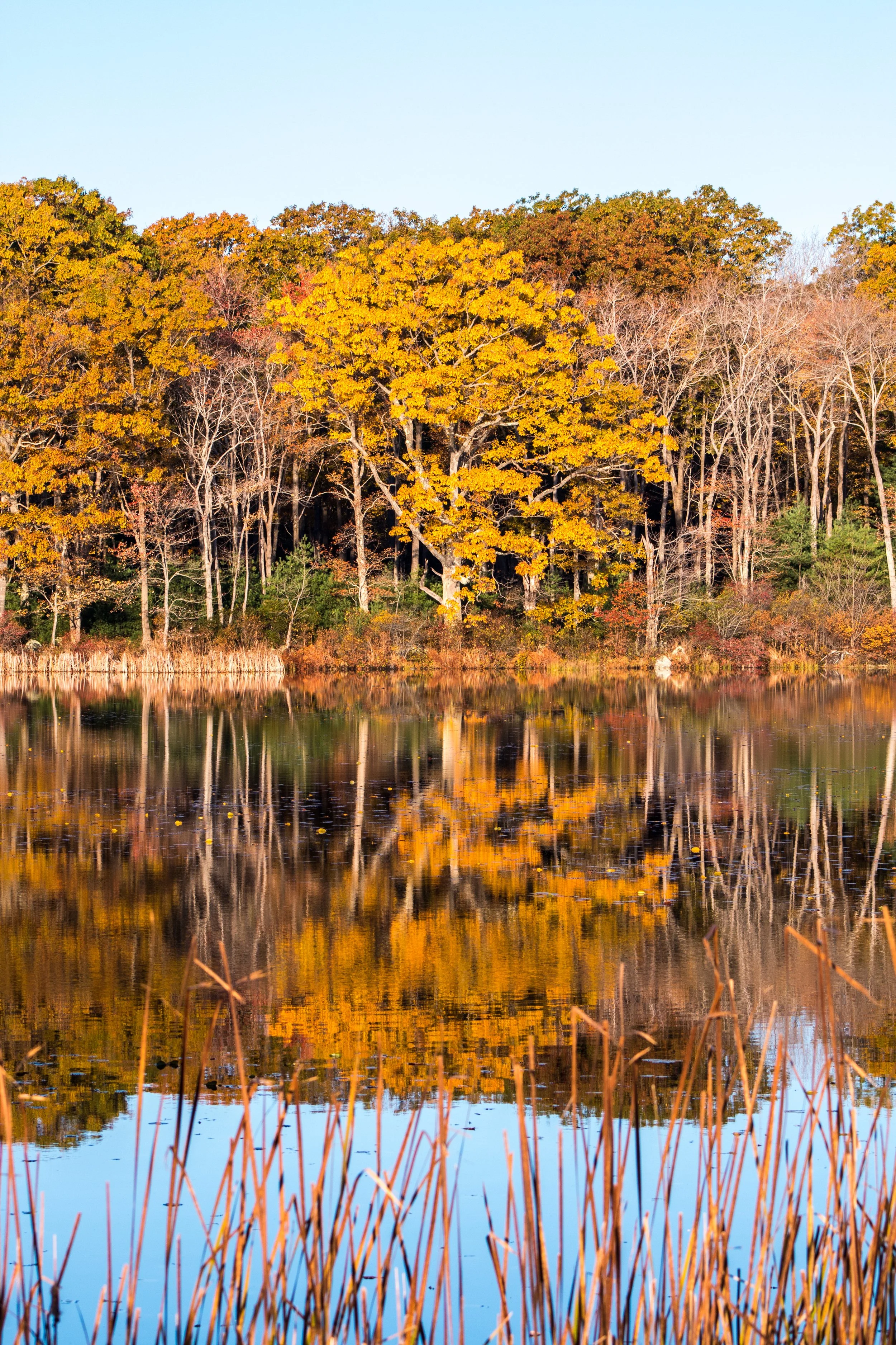 Yellow Tree.jpg